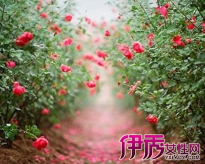 【红玫瑰】【图】红玫瑰爱情的象征 不同的朵