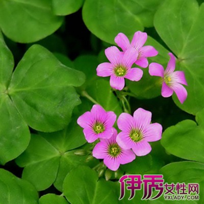 【勿忘我花图片】【图】勿忘我花图片 勿忘花