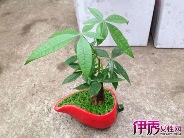 【用瓷盆如何种发财树】【图】用瓷盆如何种发