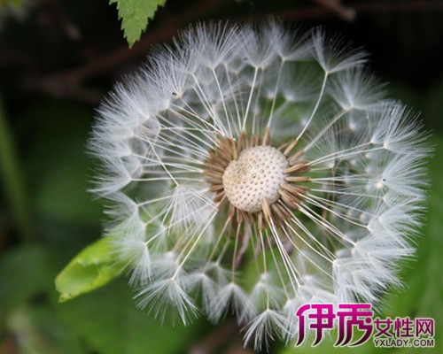 【关于蒲公英的资料】【图】关于蒲公英的资料