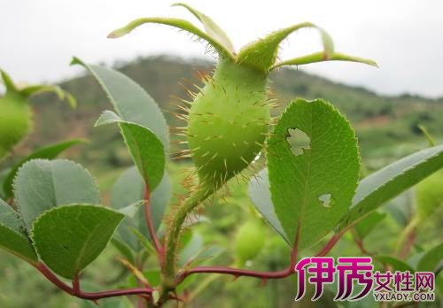 【金樱子】【图】金樱子是什么? 小树红果可治