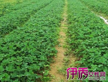 【草莓苗】【图】草莓苗种植方法介绍 全方位