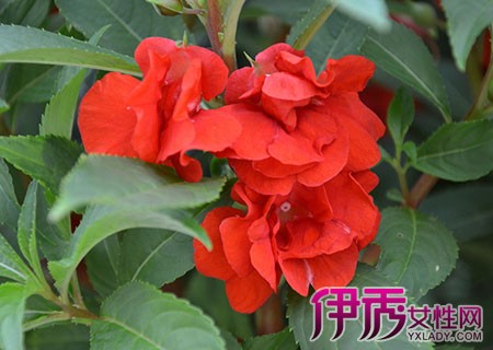 【指甲<em>花</em>怎么<em>染头发</em>】【图】指甲花怎么<em>染头发</em>