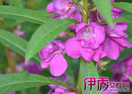 【指甲<em>花</em>怎么<em>染头发</em>】【图】指甲花怎么<em>染头发</em>