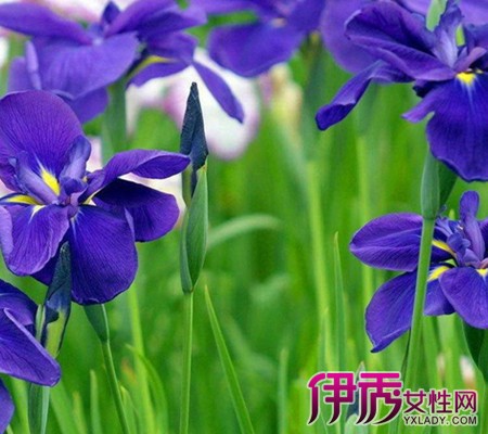 【紫罗兰花】[图】详解紫罗兰花种法 揭秘你所