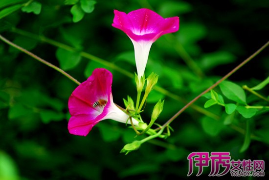 【图】牵牛花图片 牵牛花的5步种植方法介绍