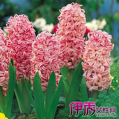 【水养植物有哪些】【图】水养植物有哪些?1