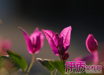 【三角梅为什么不开花】【图】三角梅为什么不