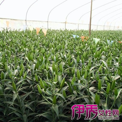【百合种植技术】【图】百合种植技术介绍 简