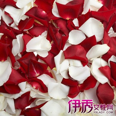 【红玫瑰与白玫瑰图片】【图】识别红玫瑰与白