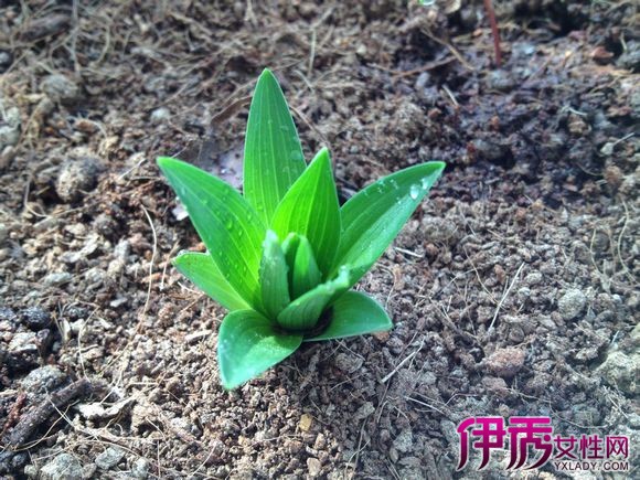 【图】食用百合种植方法有哪些 应注意哪些细节