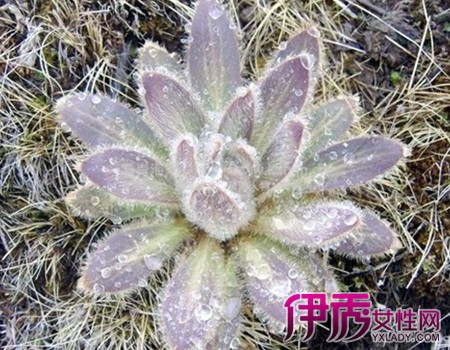 【图】天山雪莲花是哪类植物 雪莲花的5大作用