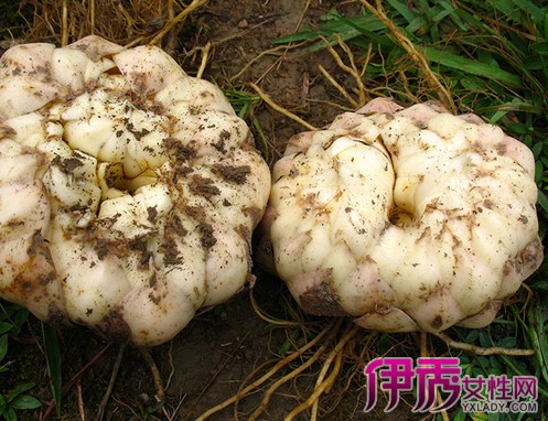 【百合种植方法】【图】百合种植方法介绍 关