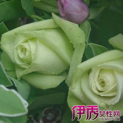 【绿蔷薇】【图】绿蔷薇图片欣赏 盘点蔷薇的