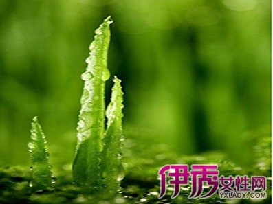 【家里放什么植物好】【图】家里放什么植物好