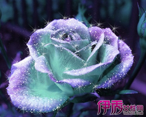 蓝色玫瑰花图片 蓝玫瑰,是一种转基因的玫瑰品种,被植入三色紫罗兰所