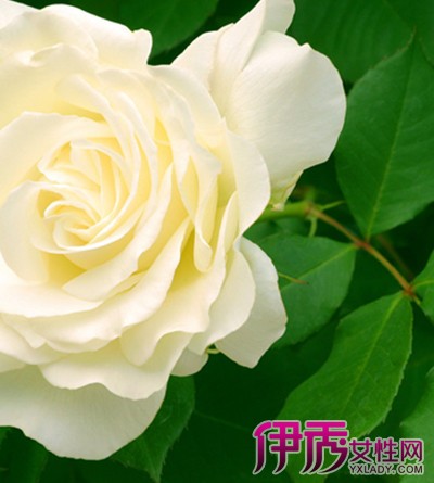 【白玫瑰的花语】【图】白玫瑰的花语是什么?