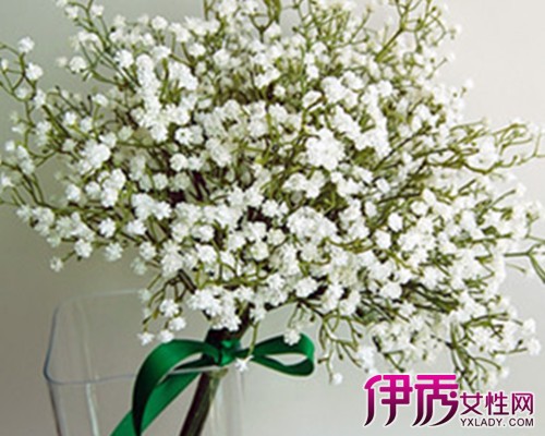 【满天星怎么种】【图】满天星怎么种大揭秘