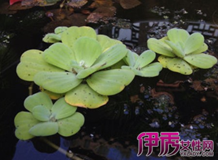 伊秀生活网 花草 / 正文浮水植物也称浮叶植物,生于浅水中,叶浮于水面