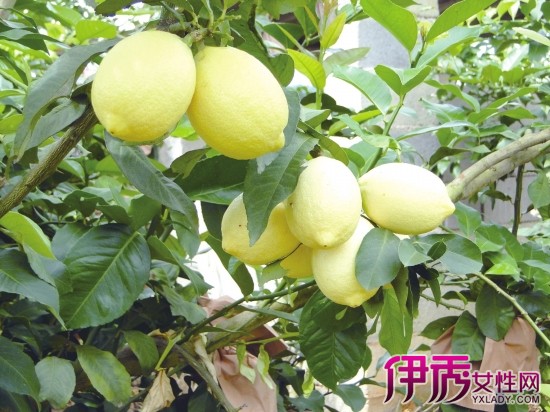 【柠檬的种植】【图】柠檬的种植方法有哪些