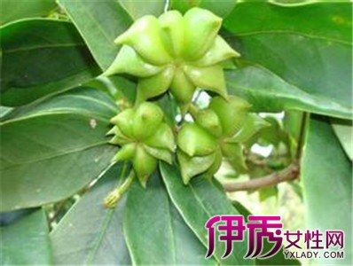 【野八角树】【图】欣赏野八角树图片