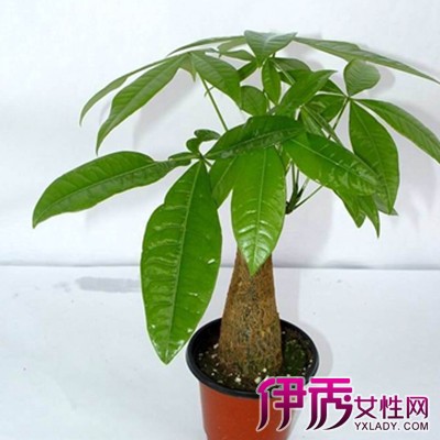 【图】发财树图片大全 发财树的栽培技术分析