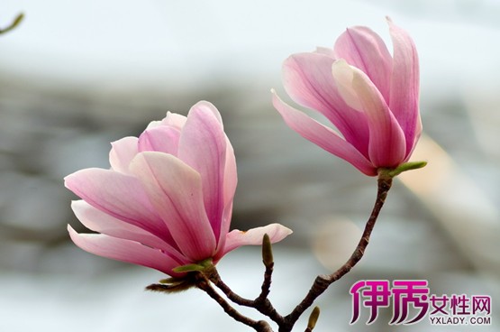 【玉兰花寓意】【图】玉兰花寓意是什么 代表
