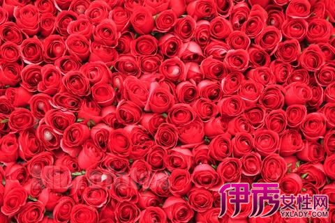 【玫瑰花代表什么】【图】玫瑰花代表什么 玫