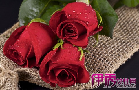 【图】爱情的象征玫瑰花朵图片 5大功效话你知
