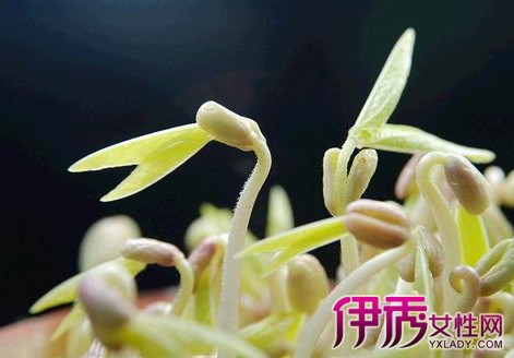 【图】解读黄豆发芽的观察日记 揭秘豆芽的成长秘密