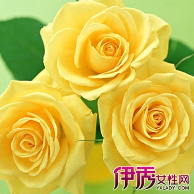 【黄玫瑰图片】【图】漂亮的黄玫瑰图片欣赏 