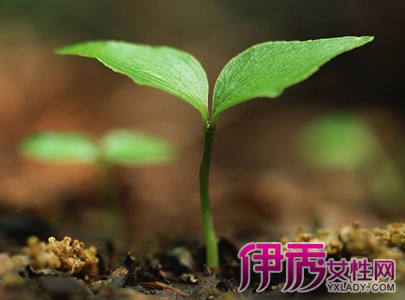 【赞美小草的句子】【图】赞美小草的句子欣赏