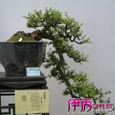 金奖悬崖式盆景图片欣赏 悬崖式树桩盆景的制作要点介绍