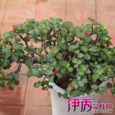【图】欣赏金枝玉叶植物造型 学会栽种出漂亮的金枝玉叶盆栽