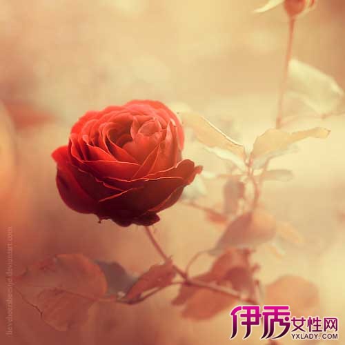 【玫瑰花支数的含义】【图】玫瑰花支数的含义