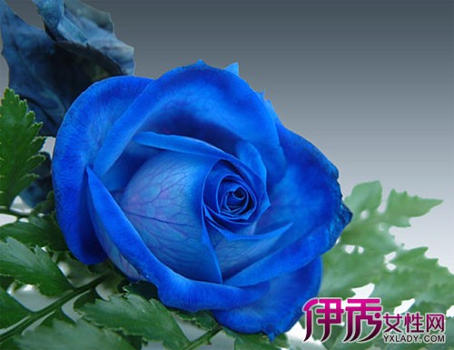 【玫瑰花支数的含义】【图】玫瑰花支数的含义