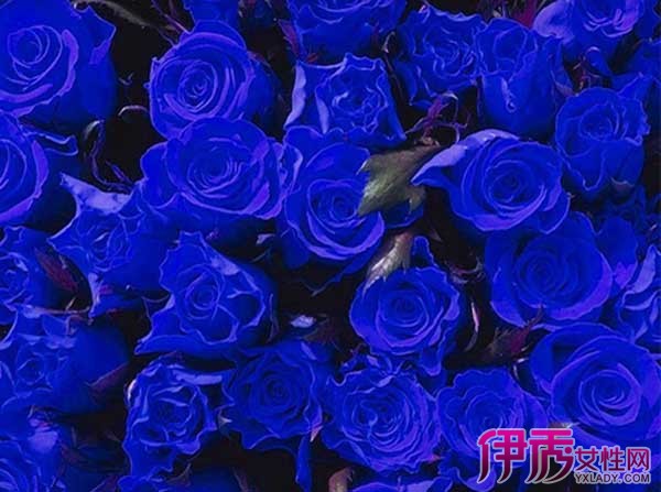 【玫瑰花支数的含义】【图】玫瑰花支数的含义