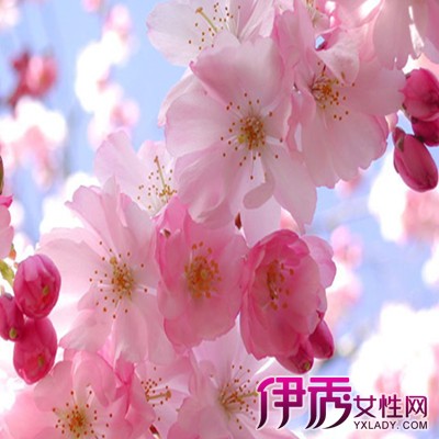【樱花几月开】【图】樱花几月开花季节是什么