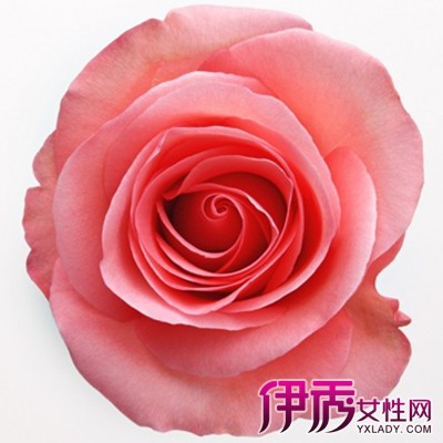 【粉玫瑰代表什么意思】【图】粉玫瑰代表什么