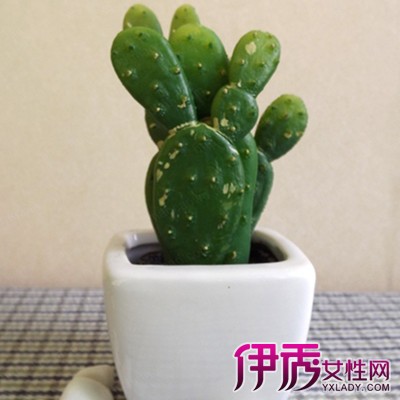 【仙人掌的抗旱机制】【图】仙人掌的抗旱机制