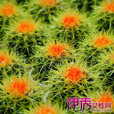 【仙人掌的抗旱机制】【图】仙人掌的抗旱机制