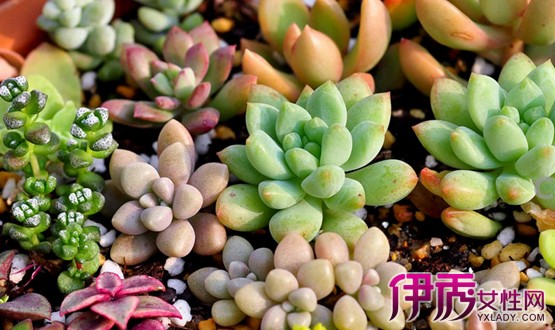 【图】有毒多肉植物图鉴 几种有毒植物介绍