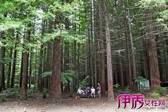 【贝壳杉】【图】贝壳杉是什么物种 形态特征