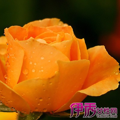【黄玫瑰的花语】【图】黄玫瑰的花语是什么?