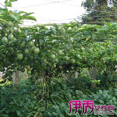 【百香果种植成本】【图】百香果种植成本分析