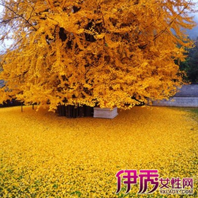 【千年银杏树】【图】如何种植千年银杏树? 小