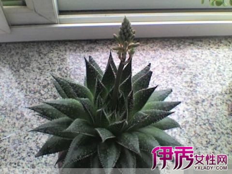 芦荟开花寓意什么? 详解芦荟花的秘密