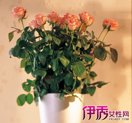 【玫瑰盆栽】【图】玫瑰盆栽怎么种植? 3个步