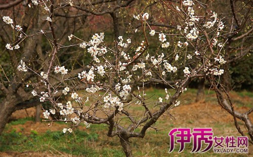 【图】展示梅花树图片 梅花树种植栽种需注意的5点