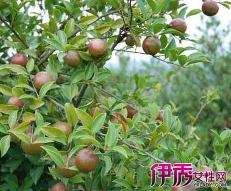 【图】详解山茶花树的生长环境 5种作用助你更健康